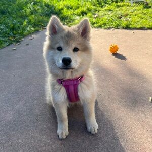 Sportpet Orchid Purple Dog Harness